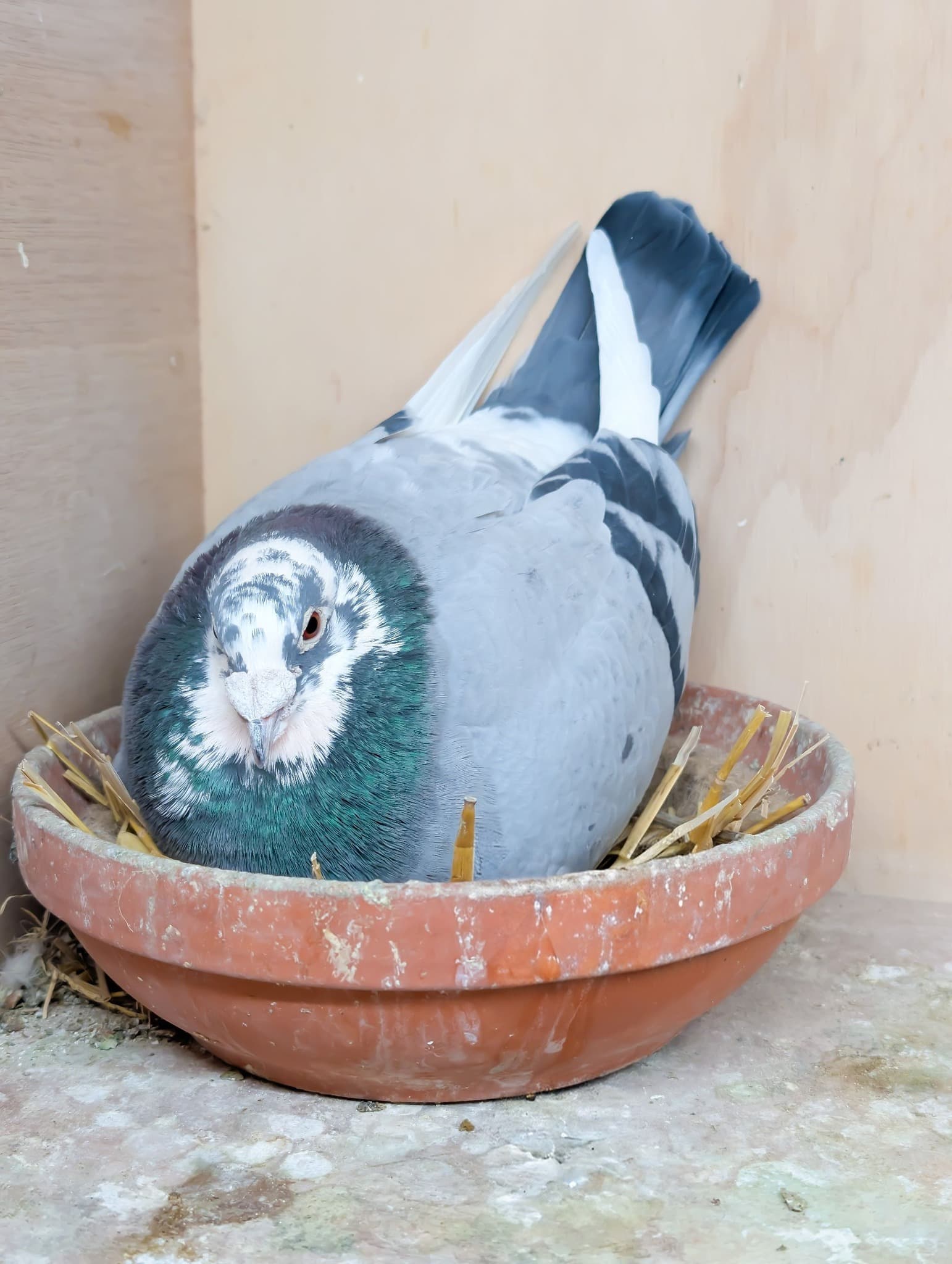 Blue-bar pied pigeon in nest