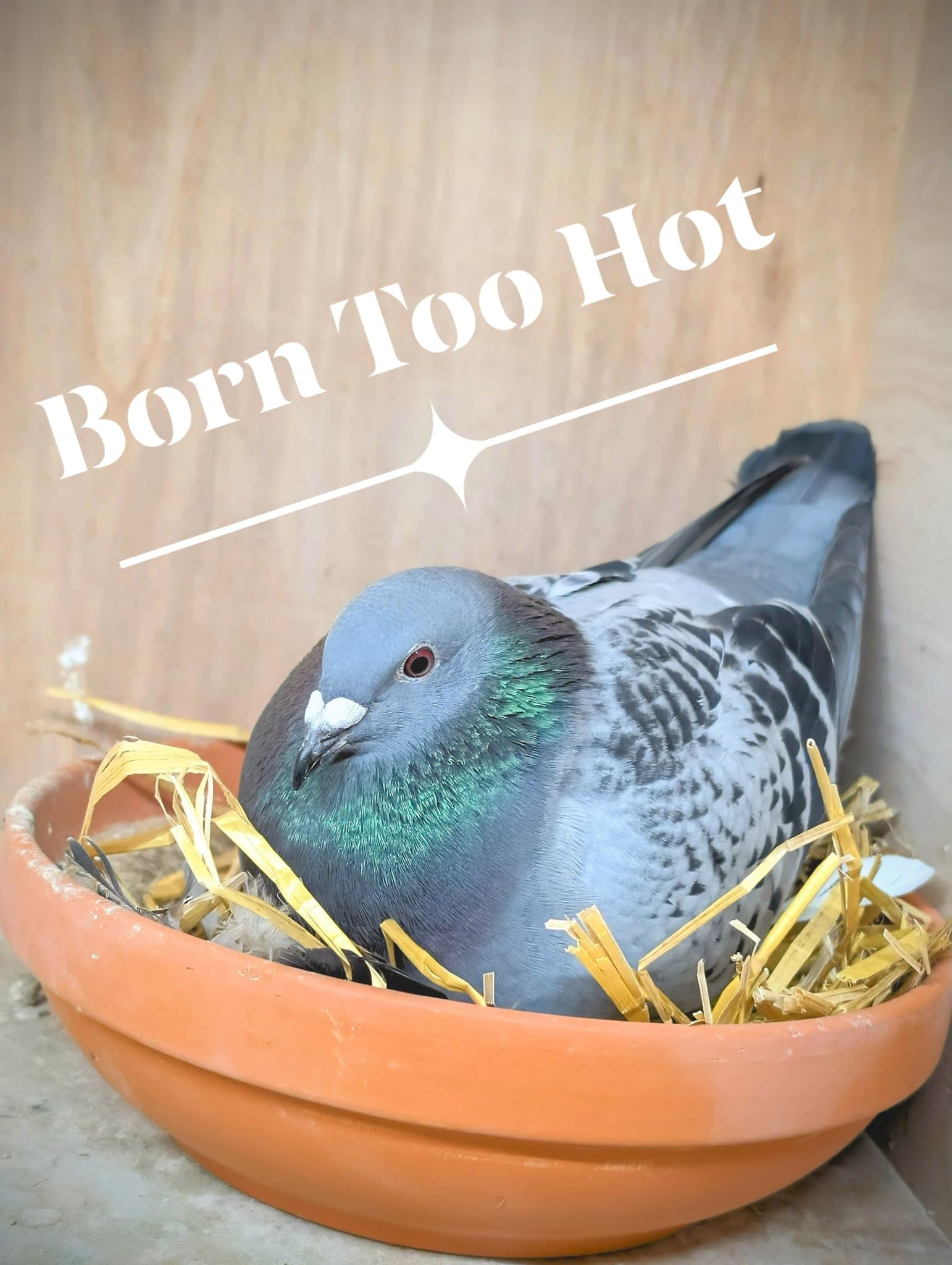 Born Too Hot pigeon design