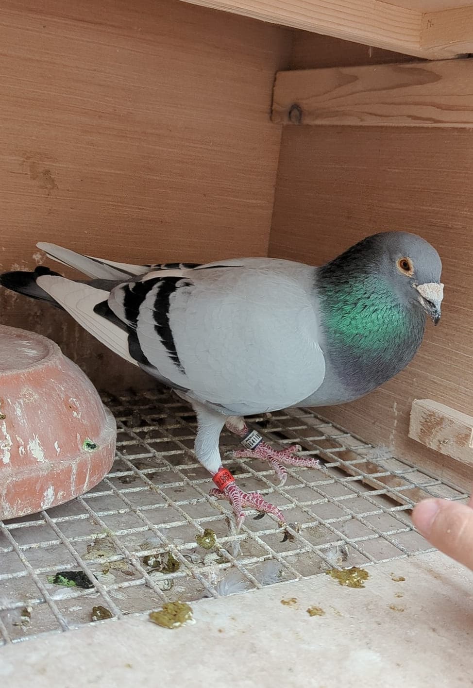 Racing pigeon in loft with leg bands