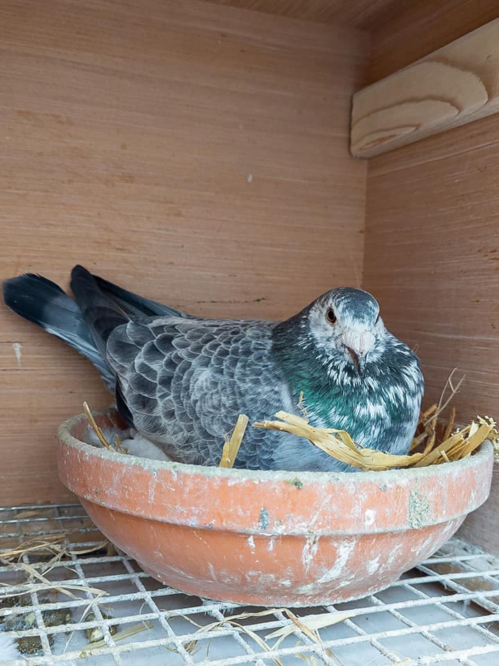 Pigeon incubating eggs in nest