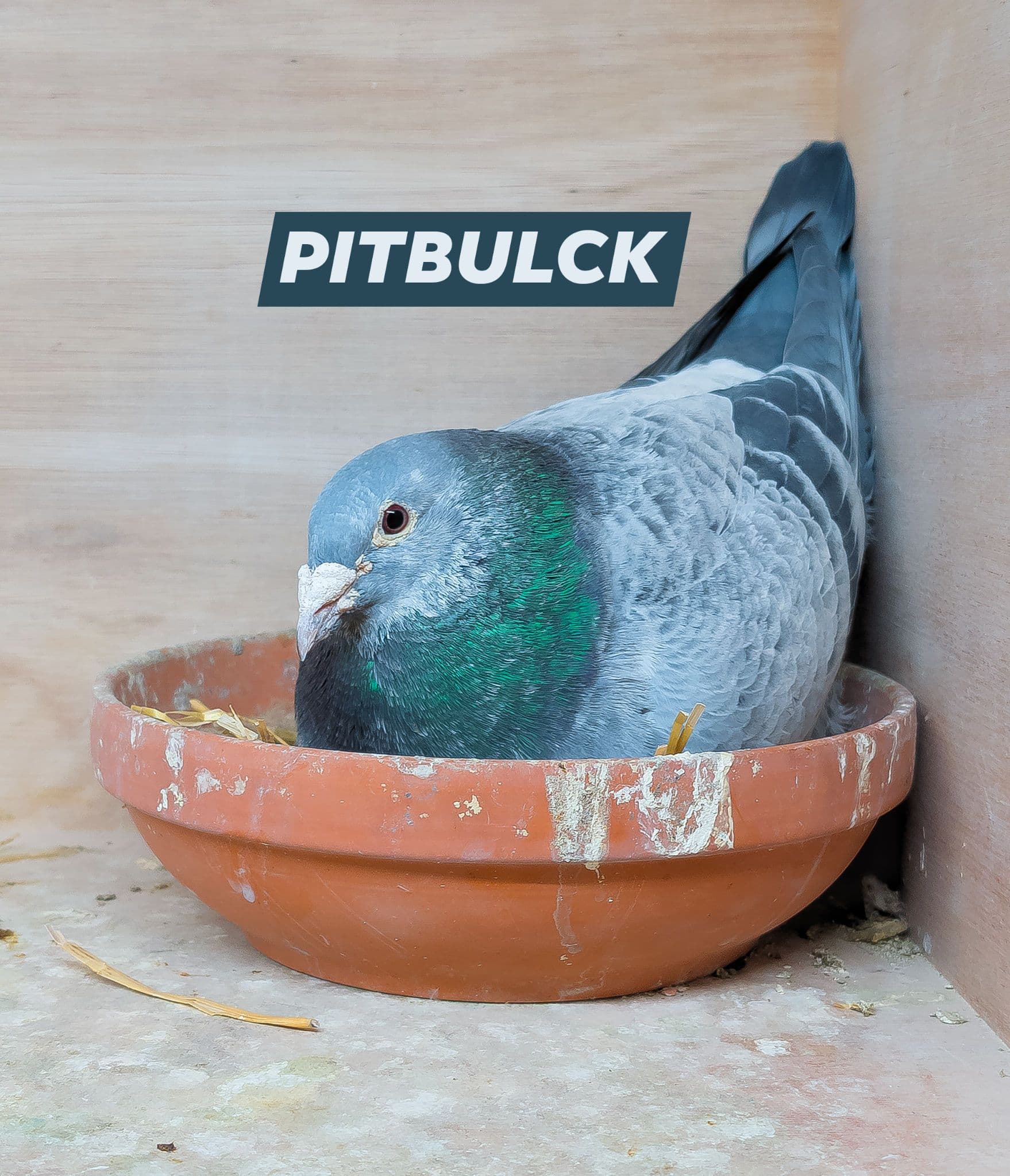 PITBULCK pigeon design
