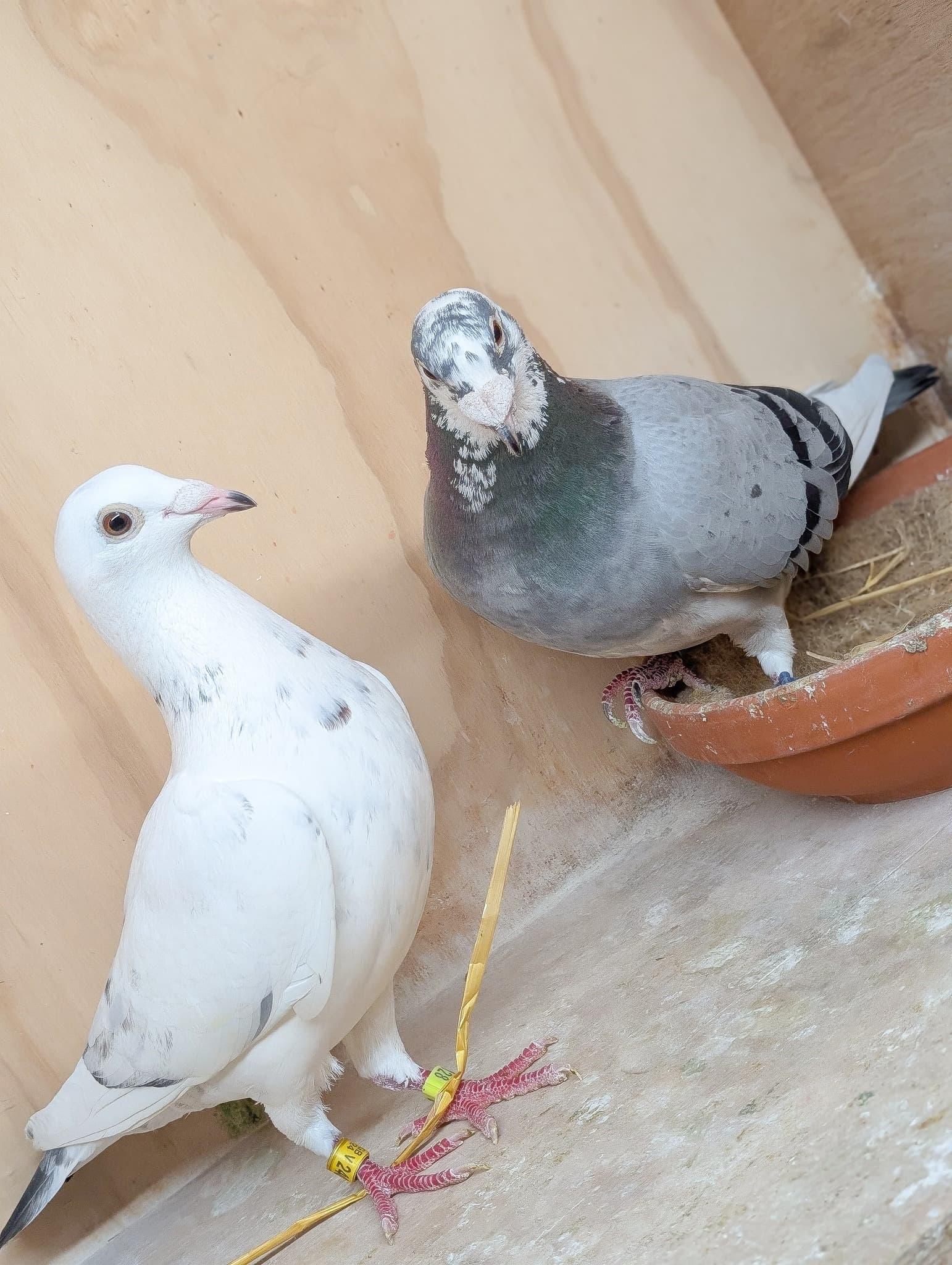 Two pigeons in the loft