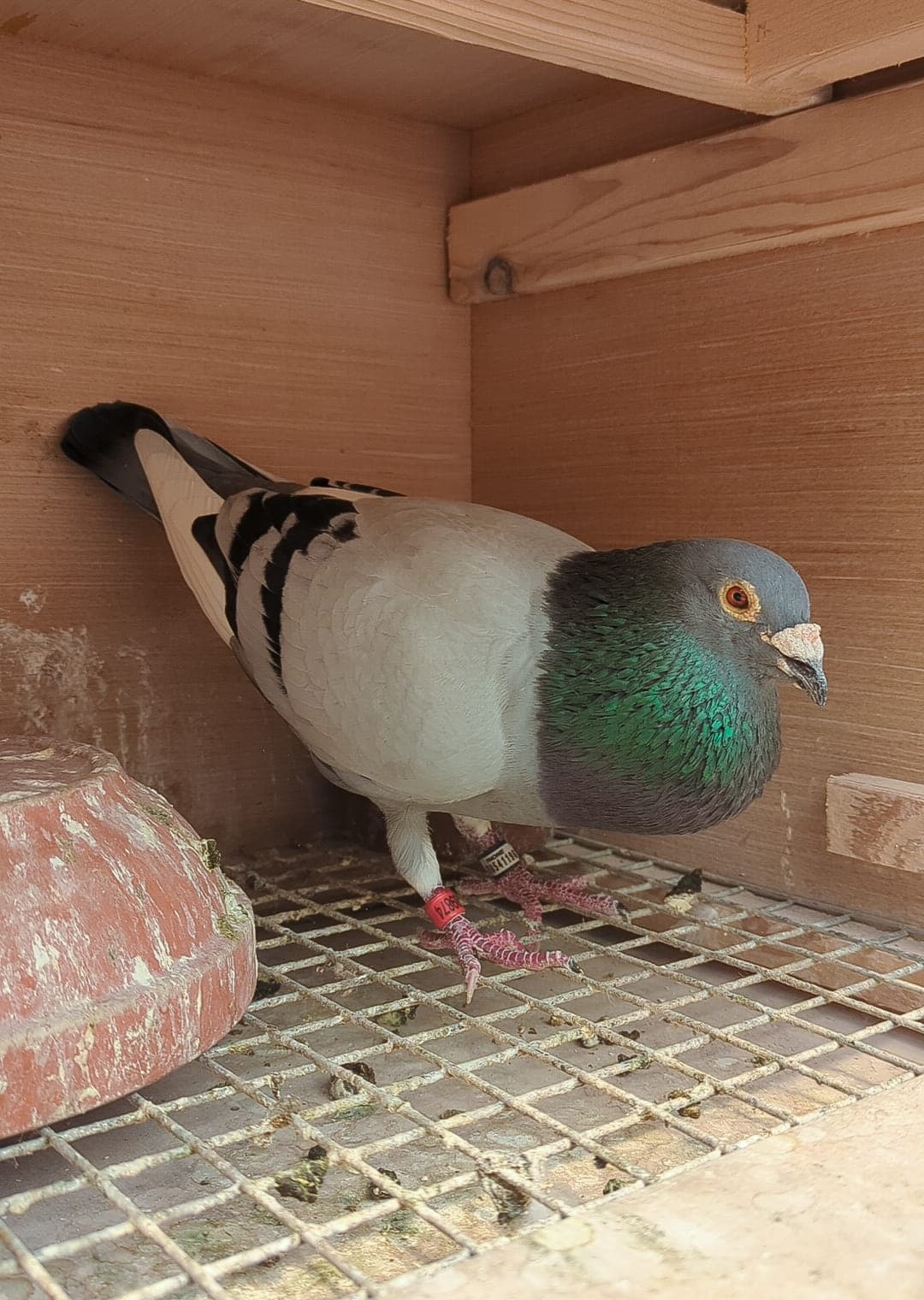 Pigeon in loft compartment